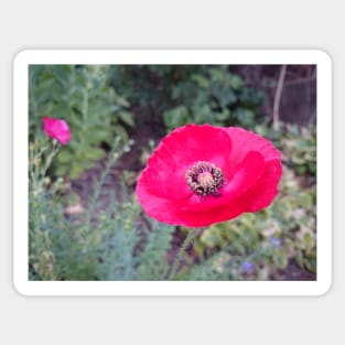 Red silk poppy Sticker